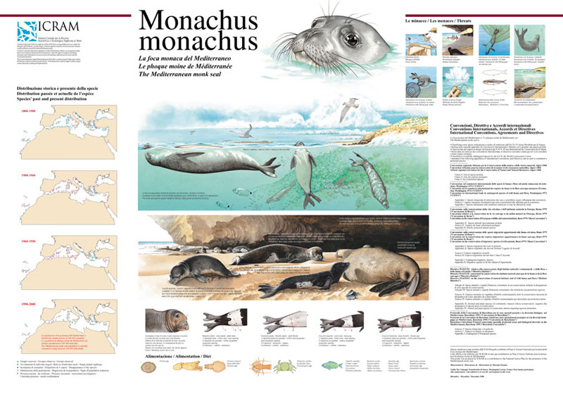 Monachus-800