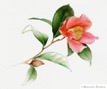 camelia