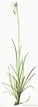 Carex-flacca