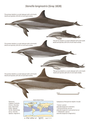 HEPCA-Stenella-longirostris