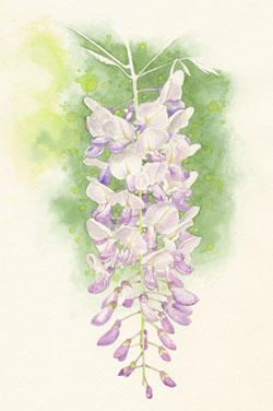 Wisteria